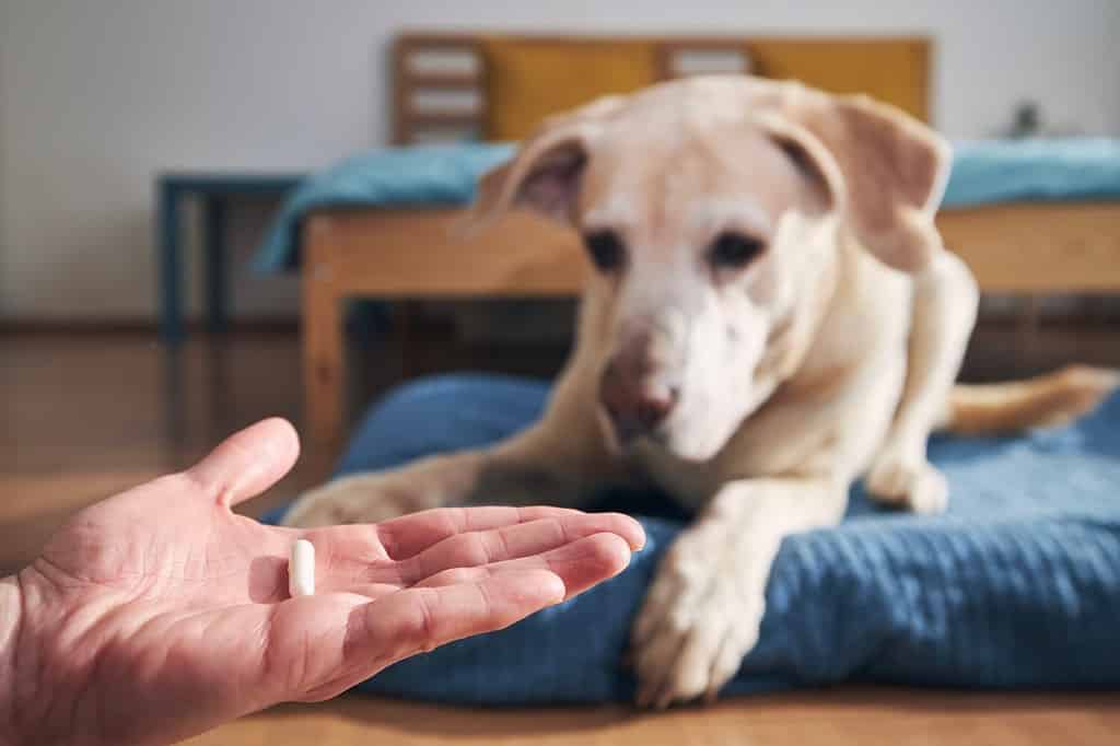 Un uomo tiene in mano una pillola per un cane malato. Il proprietario dell'animale domestico dà la medicina al suo vecchio labrador retriever.