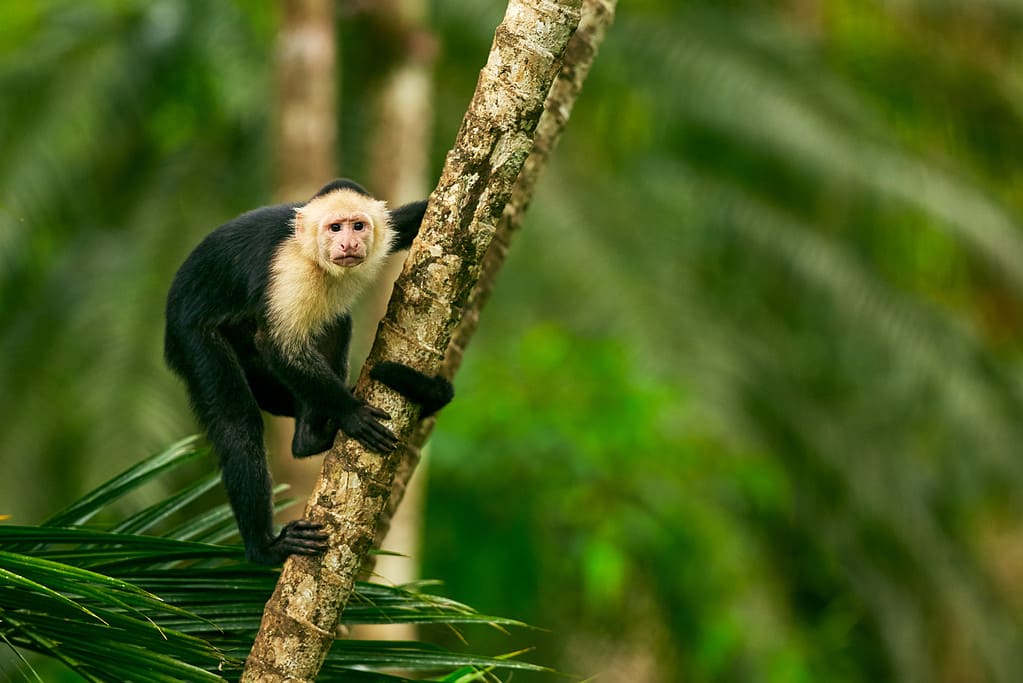 Cappuccino dalla testa bianca, scimmia nera seduta sul ramo di un albero nella foresta tropicale oscura. Fauna selvatica della Costa Rica.