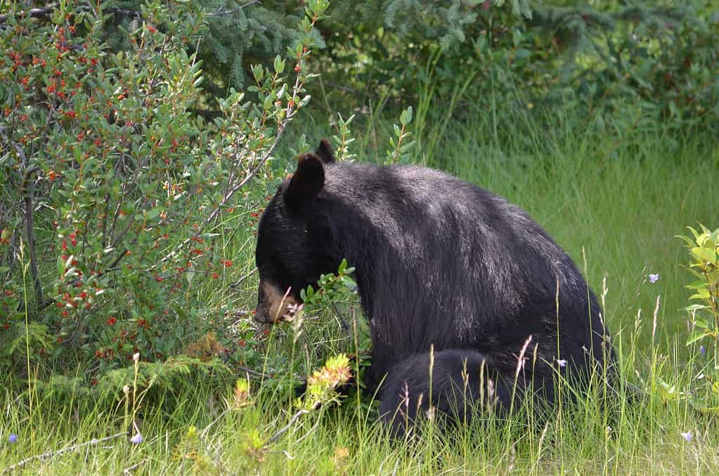 Orso nero che mangia bacche di bufalo