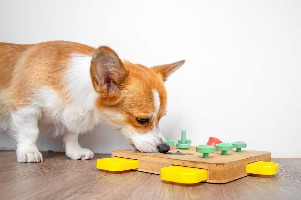 Il cane Corgi si piega sul giocattolo educativo interattivo per, puzzle, mangiatoia lenta, infila il naso nei buchi per un dolcetto nascosto. Ciotola intelligente, trova il cibo secco tramite l'olfatto. Addestramento degli animali domestici, attività mentale, intelligenza