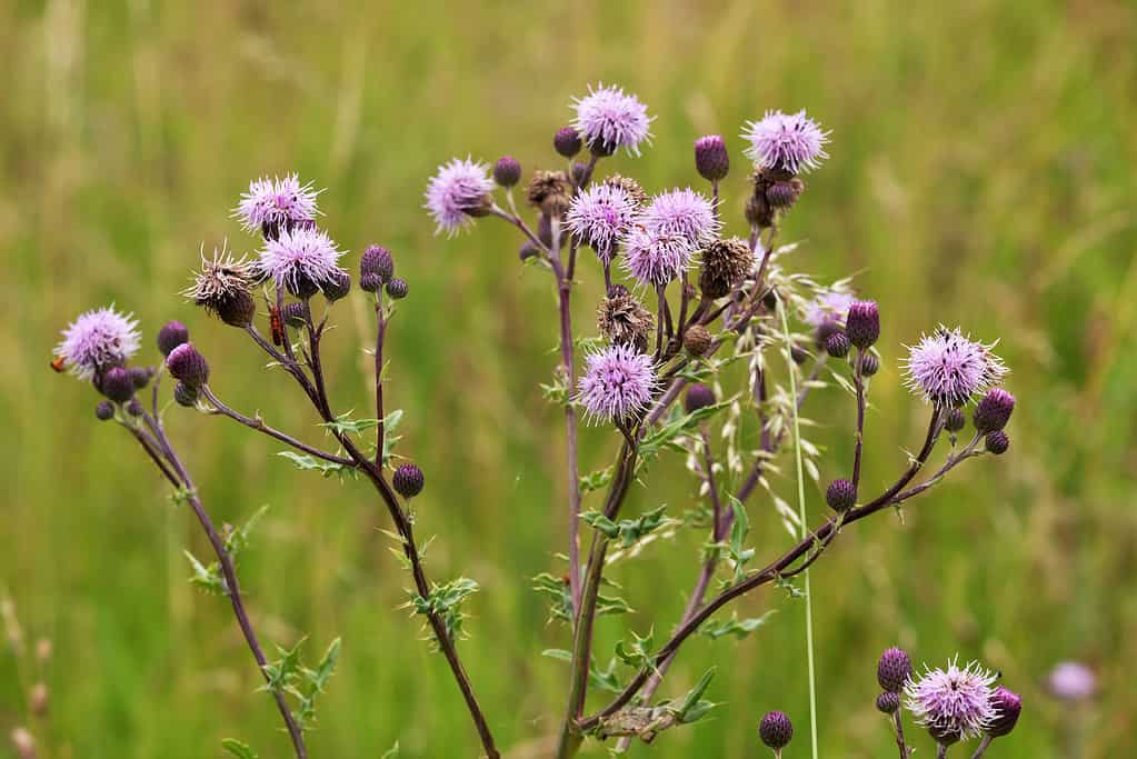 Cirsium arvense o cardo selvatico strisciante che cresce in un campo con fiori viola.