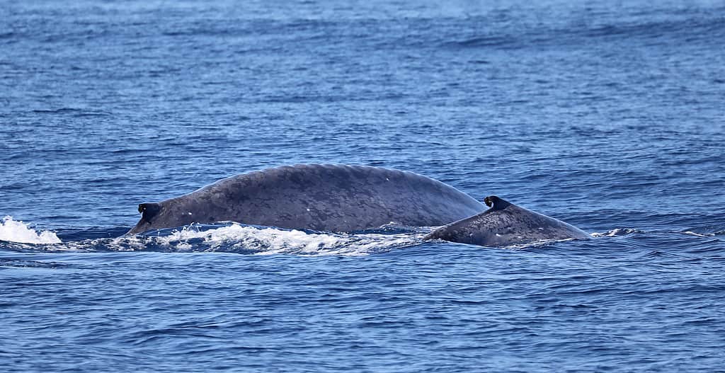 Un vitello di balenottera azzurra con la madre vicino alla costa dell'isola di Pico (Azzorre)