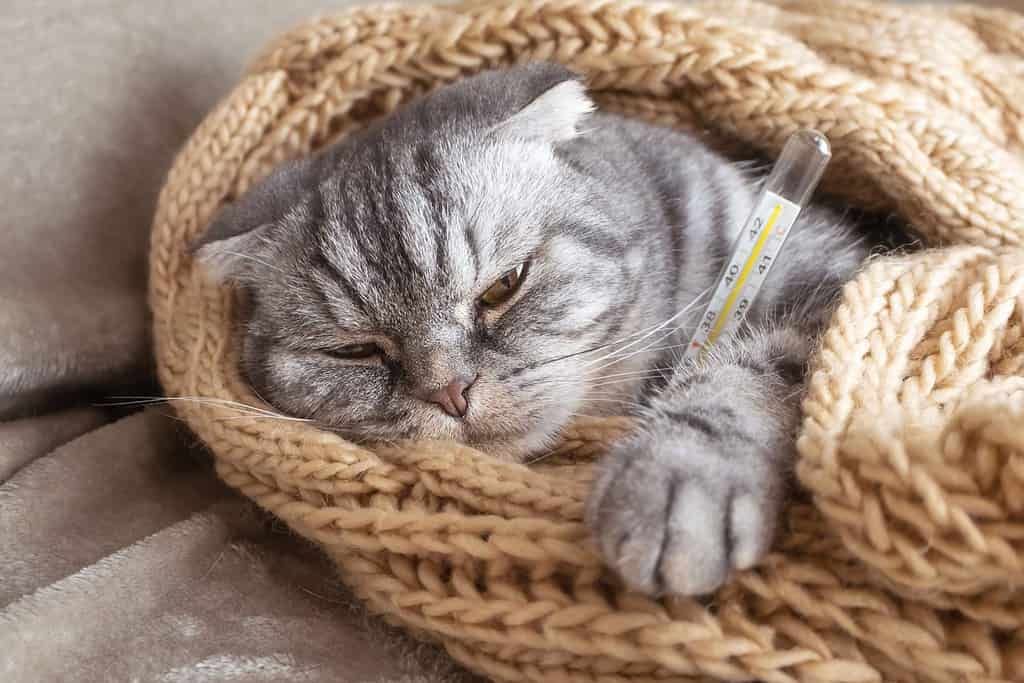 Il gatto Scottish Fold grigio malato si trova sotto una coperta con un termometro. Concetto di malattia degli animali domestici, medicina veterinaria.