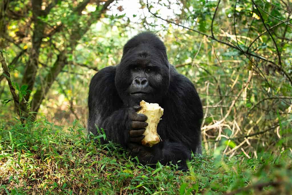 Gorilla di montagna nel parco nazionale di Mgahinga.  Gorila riposati nella foresta.  Raro animale selvatico in Uganda.  Camminando nella foresta pluviale.
