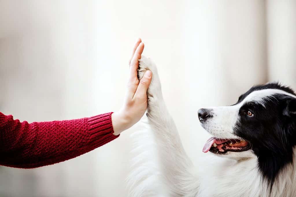Il cane dà la zampa alla donna. Zampa del cane nella mano dell'uomo. Animale domestico