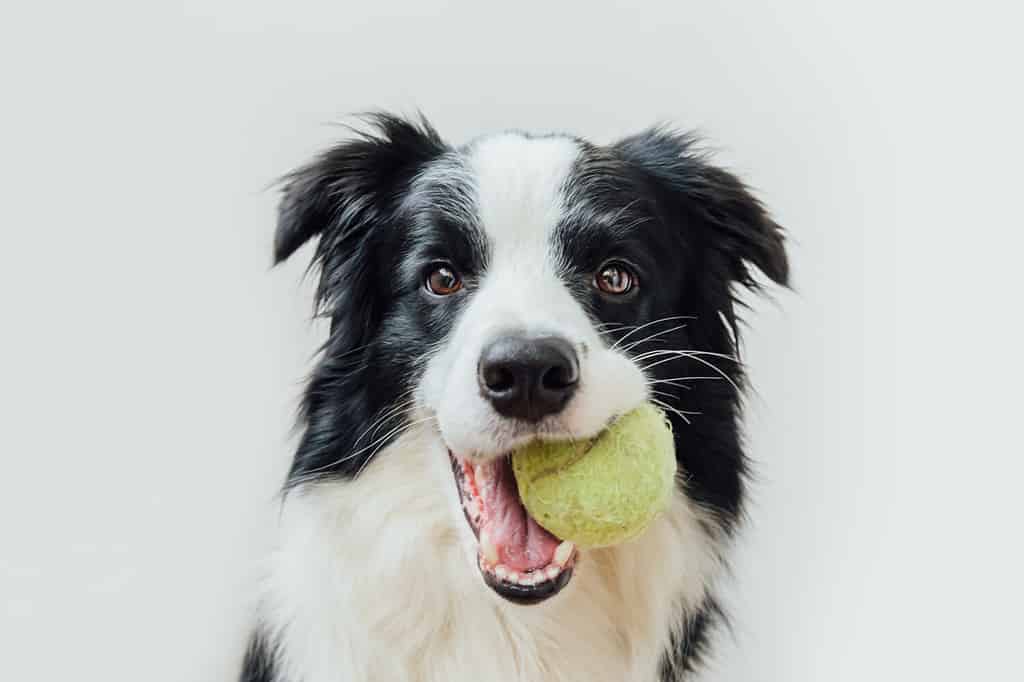 Divertente ritratto di un simpatico cucciolo di cane border collie che tiene la palla giocattolo in bocca isolata su sfondo bianco. Il cane di razza con pallina da tennis vuole giocare con il proprietario. Attività degli animali domestici e concetto di animali