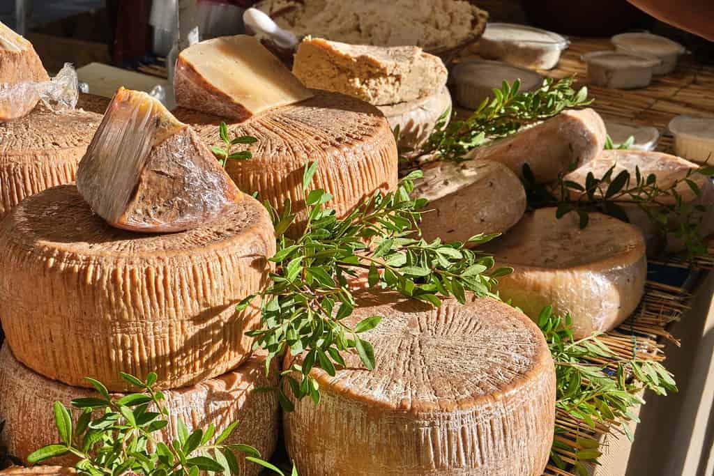 Casu Marzu, formaggio sardo con larve di Piophila Casei