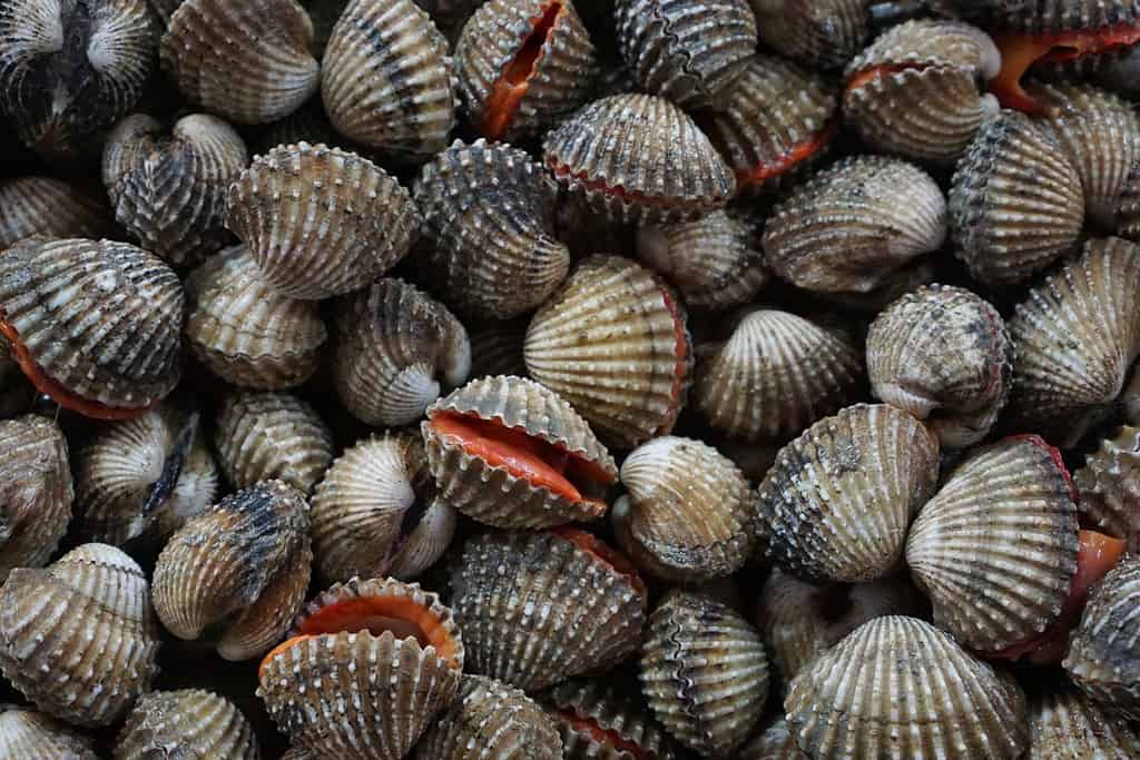 cardi freschi nel mercato in Thailandia. sfondo astratto di cardi marroni. frutti di mare su ghiaccio. Tegillarca granosa, capesante, vongole crude in vendita al mercato del pesce per cucinare vongole sbollentate e al vapore