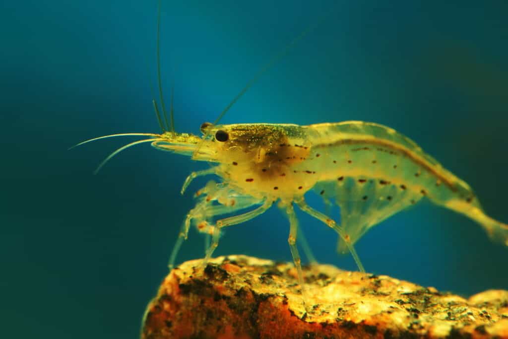 Gamberetti Amano