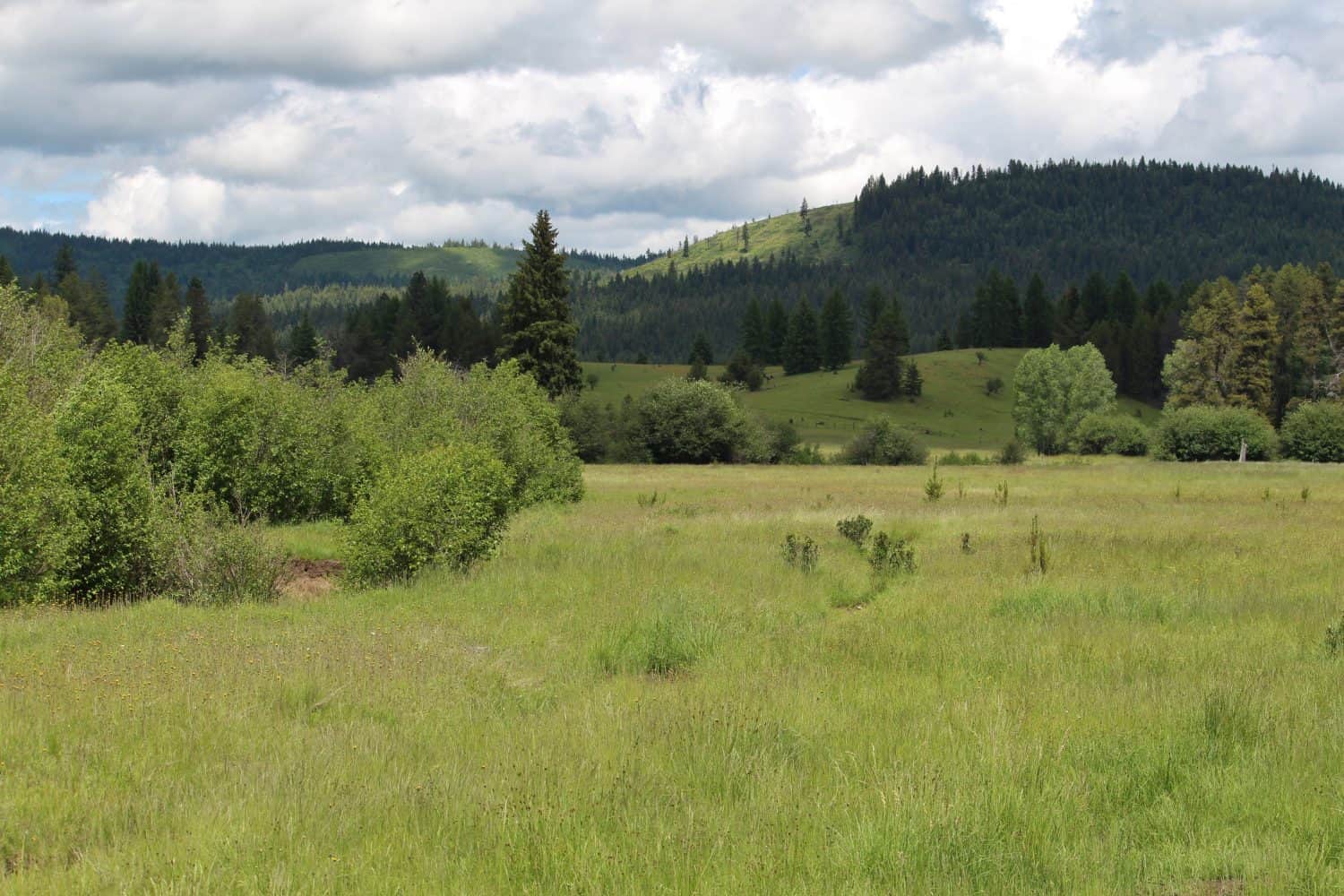Altri campi lungo il fiume St. Maries, Idaho