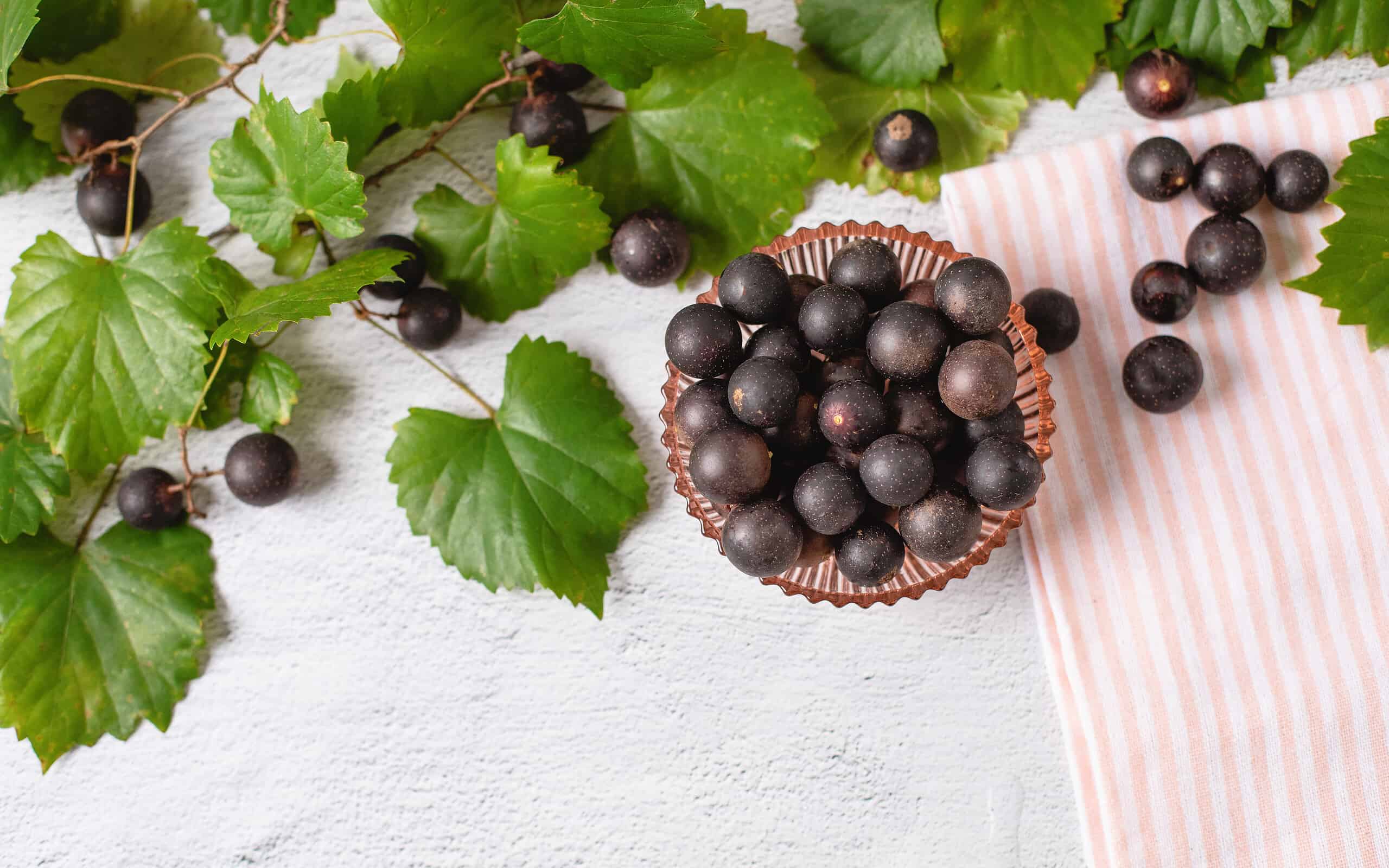 Vista dall'alto di Muscadines appena raccolti in una ciotola rosa su sfondo bianco con viti di Muscadine
