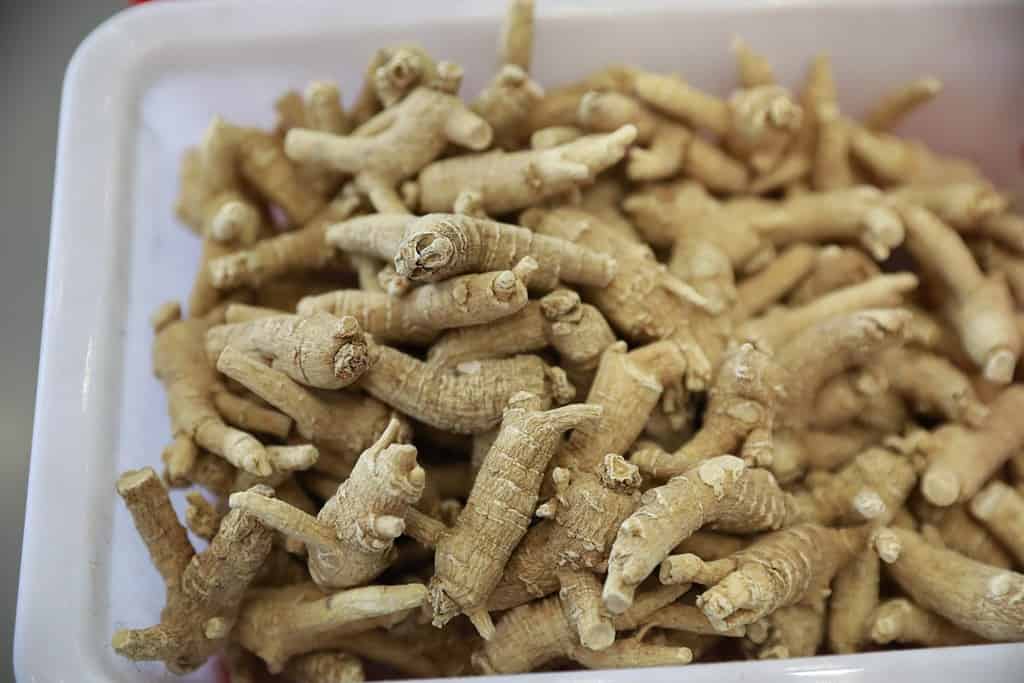 Il ginseng americano è una medicina tradizionale cinese.