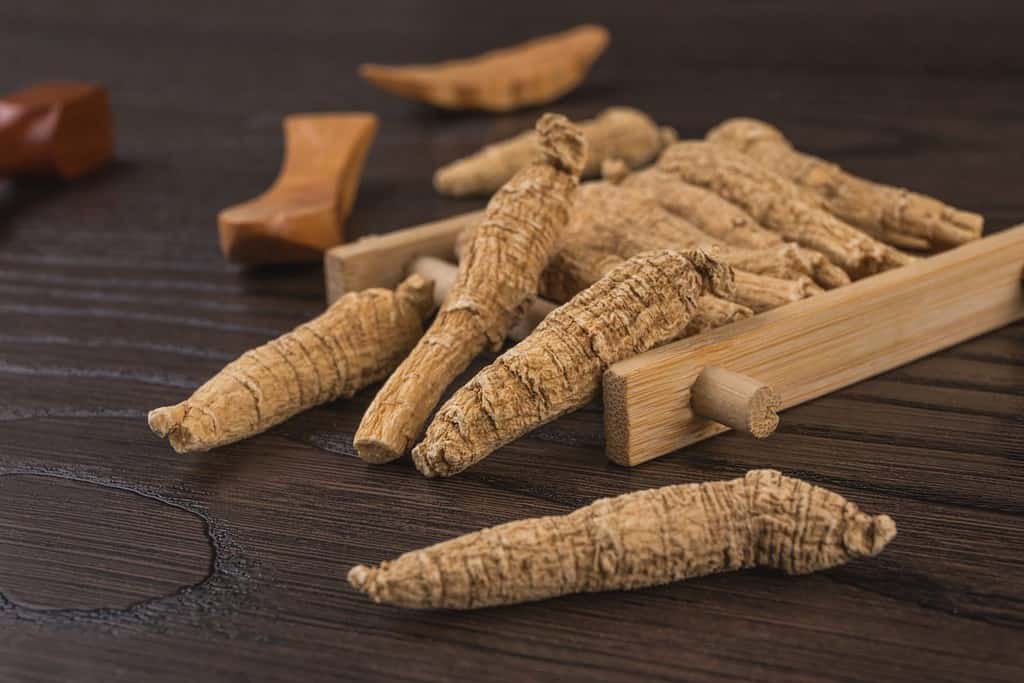 Erba medicinale cinese, Panax quinquefolium, ginseng americano e ginseng americano
