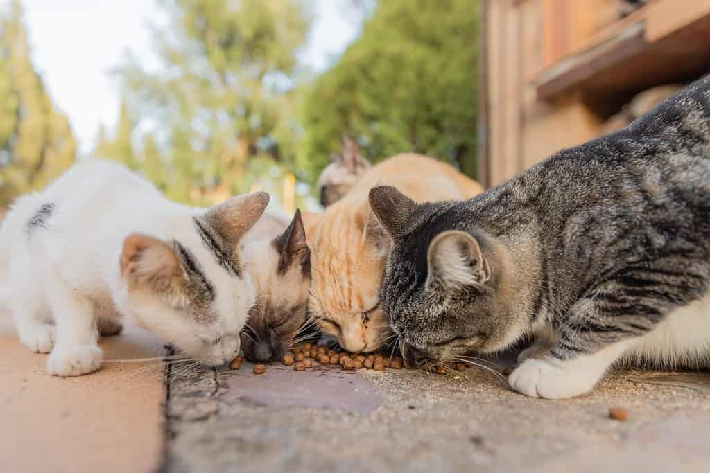 Colonia di gatti che si alimentano. Gatti selvatici che vivono all'aperto. Un gruppo di gatti randagi che mangiano il cibo secco per gatti che danno loro i loro caregiver.