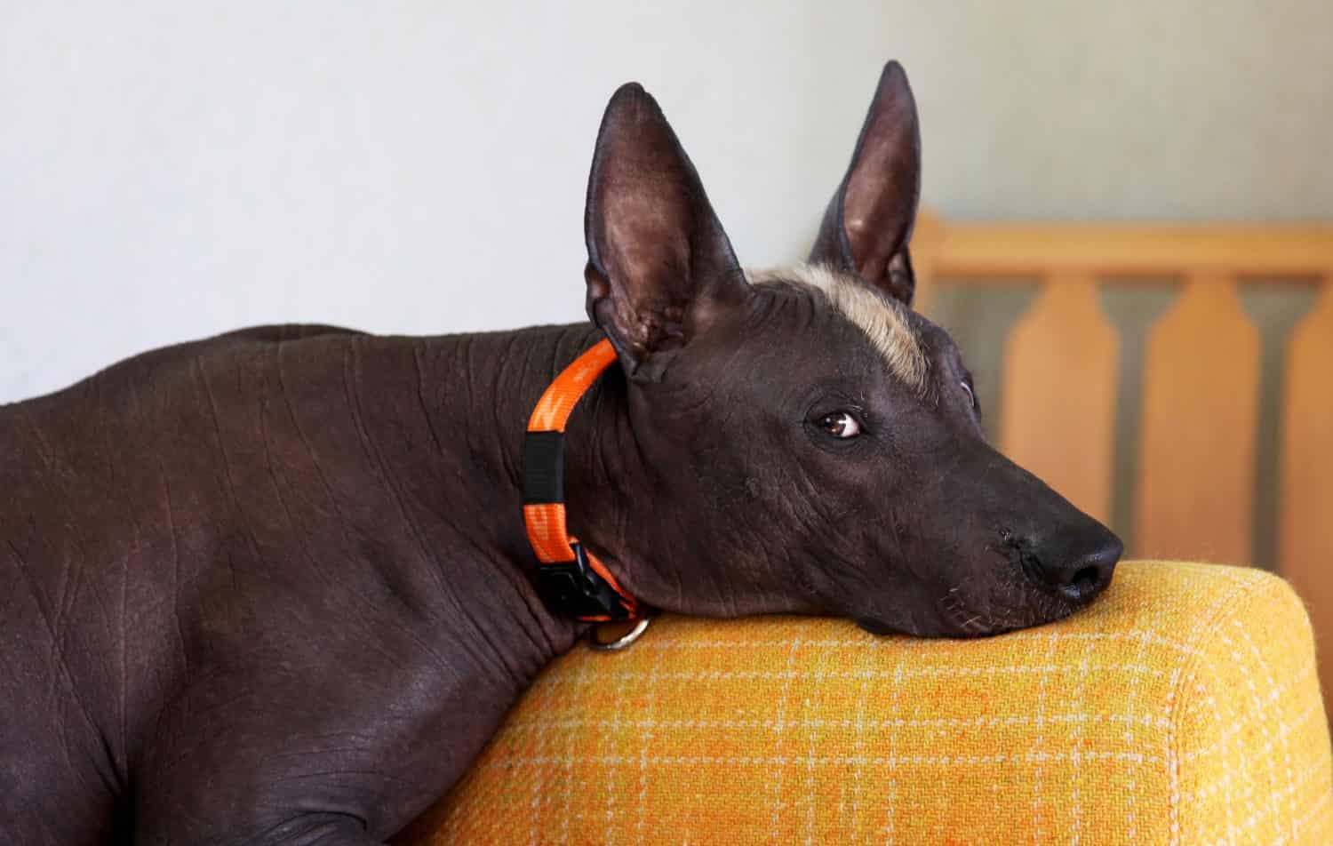 Ritratto ravvicinato del cane messicano di razza glabra chiamato xoloitzcuintle, antico e insolito, con il colore della pelle scura, zenzero e mohawk bianco sulla testa. Forte emozione sul viso. Copia spazio.
