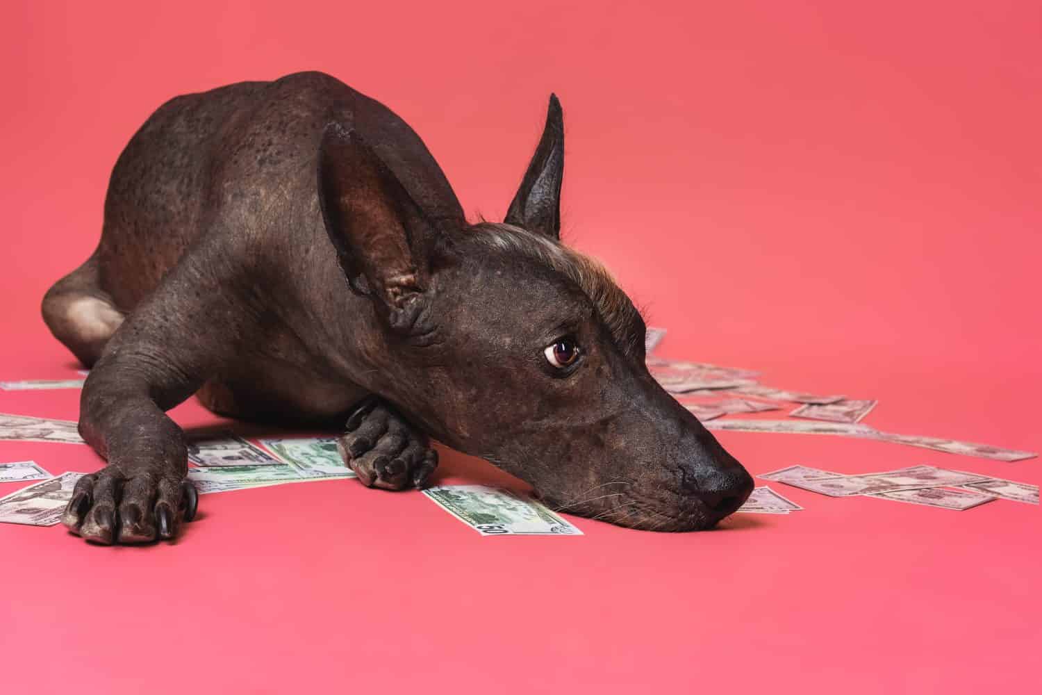 il ritratto ravvicinato di un cane di razza xoloitzcuintle giace su un mucchio di dollari americani su uno sfondo rosa. Ricchezza