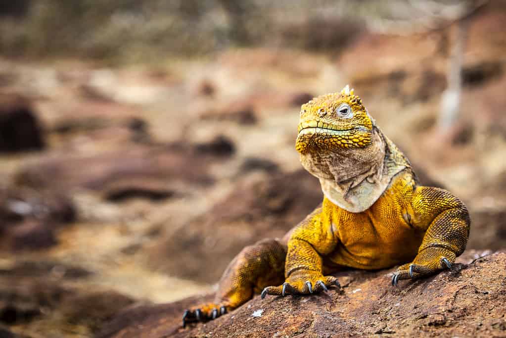 iguana terrestre (Conolophus subcristatus) endemica delle isole Galapagos