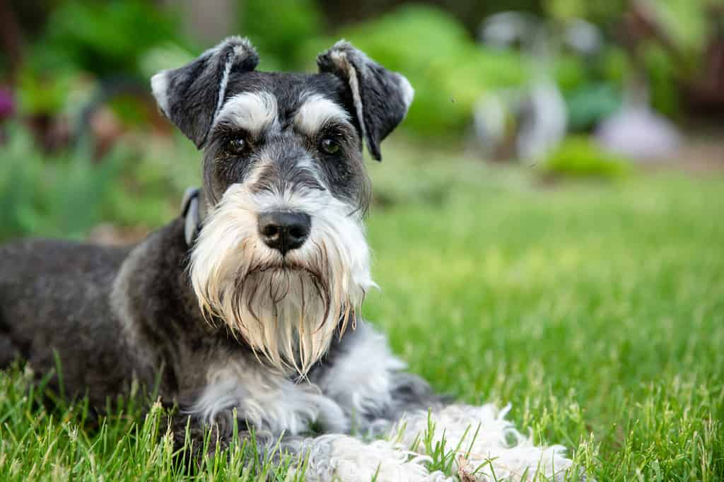 si lamenta degli schnauzer: schnauzer nano sale e pepe adagiato sull'erba verde guardando direttamente lo spettatore.