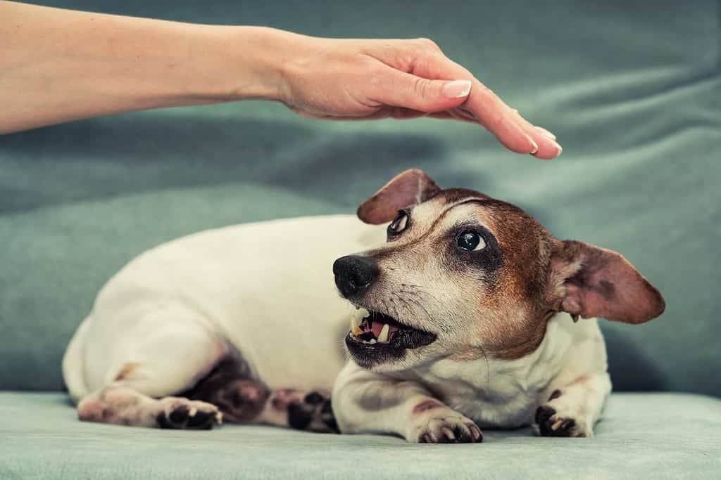 Il cane femmina incinta Jack Russell terrier ringhia alla mano della persona.  Istinto e comportamento animale.
