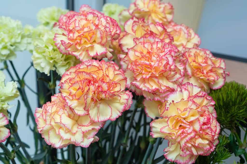 Primo piano di bellissimi garofani giallo-rosa in un negozio di fiori. Bellissimo sfondo floreale di garofani
