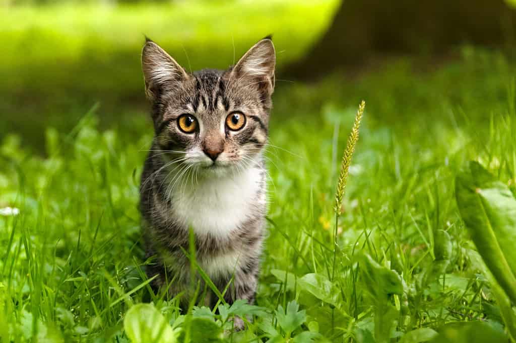 Un gattino curioso a strisce sta guardando la telecamera. Messa a fuoco selettiva sugli occhi.
