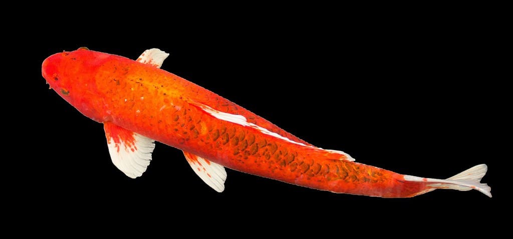 Il pesce carpa koi rosso Aka Matsuba con pinna bianca e coda nuota nello stagno delle carpe, parco di campagna. Isolato su sfondo nero, tracciato di ritaglio, fotografia. Tailandia.