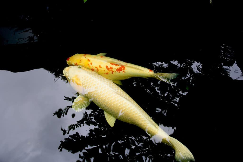 Platinum Ogon koi è un pesce carpa giallo pallido con brillantezza come il platino. Ha squame complete e un colore brillante su tutto il corpo. È nuotare con Kohaku nell'acqua dolce del parco rurale. Lampang Tailandia.
