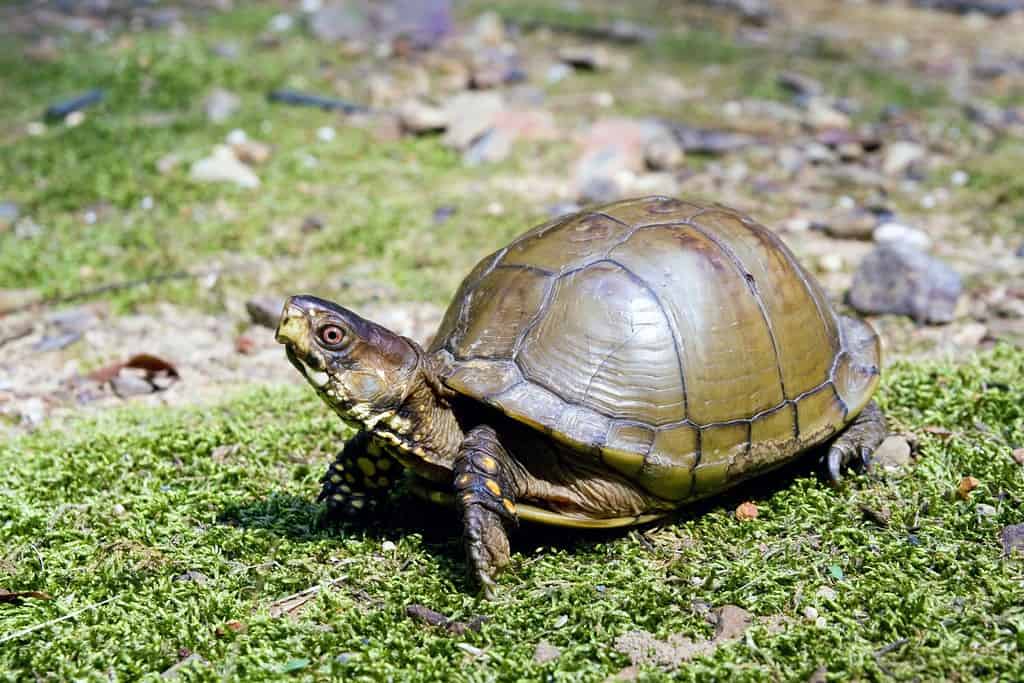 Tartaruga scatola con tre dita (terrapene carolina triunguis)