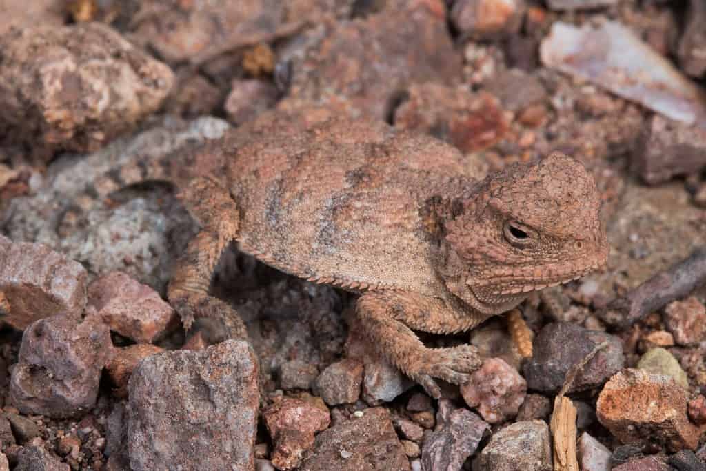 Lucertola dalle corna corte maggiore, Phrynosoma hernandesi