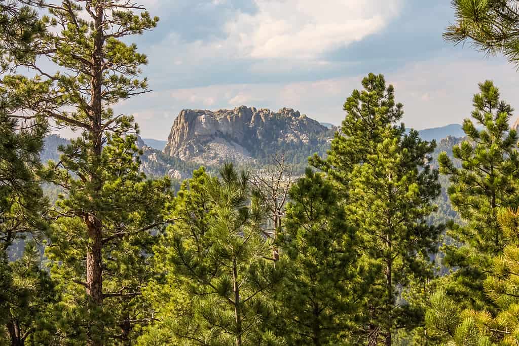 Vista in lontananza del Monte Rushmore nella foresta delle Black Hills, South Dakota