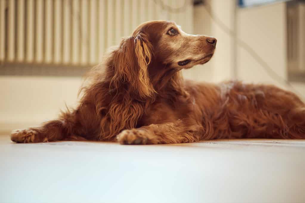 Ritratto di un simpatico cane setter irlandese sdraiato sul pavimento con uno sfondo sfocato