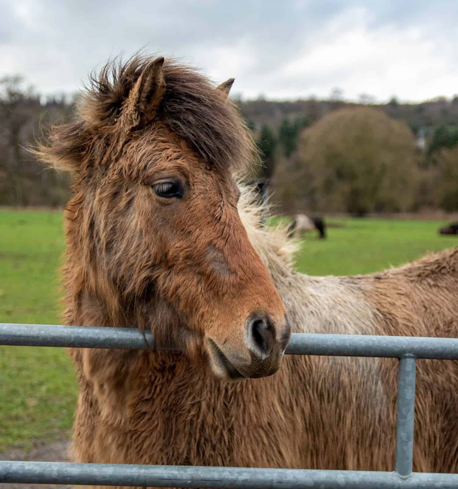 Bellissimo cavallo marrone e robusto.  Immagine concettuale, cavallo con punti calvi, muta in modo non uniforme.  Sintomi della PPID.