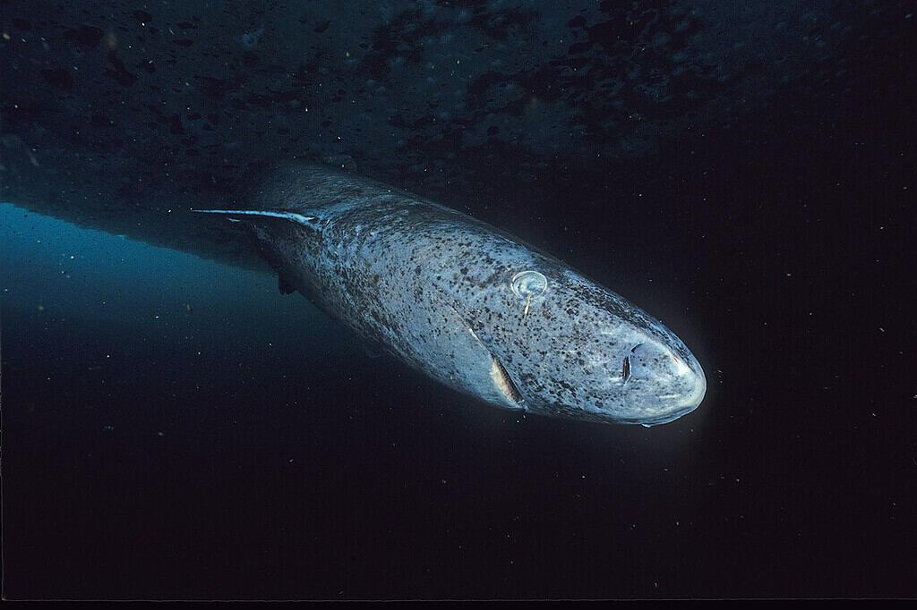 Immagine ravvicinata di uno squalo della Groenlandia scattata sul bordo del lastrone dell'Admiralty Inlet, Nunavut.
