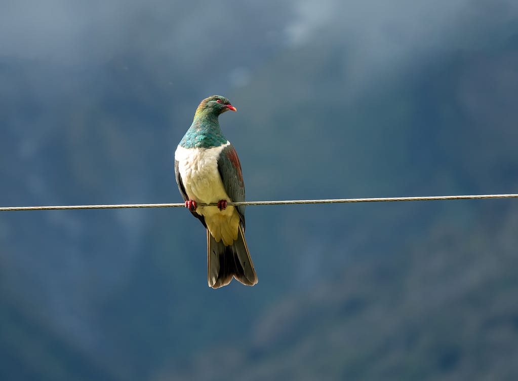 Kereru (Hemiphaga novaeseelandiae) o piccione neozelandese è una specie di piccione endemico della Nuova Zelanda, Arthur's Pass, Isola del Sud, Nuova Zelanda