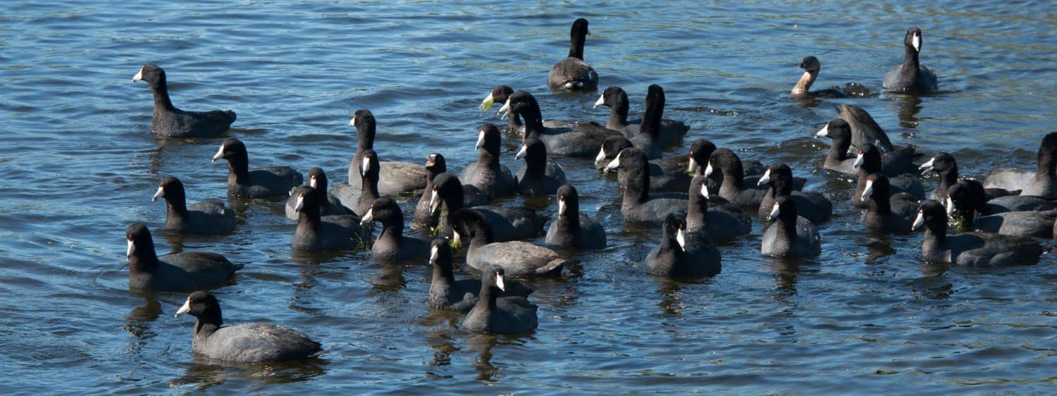 Folaghe americane nel parco statale di Brazos Bend, Texas