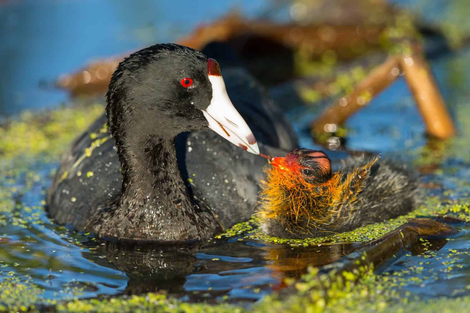 Folaga americana che dà da mangiare al suo pulcino