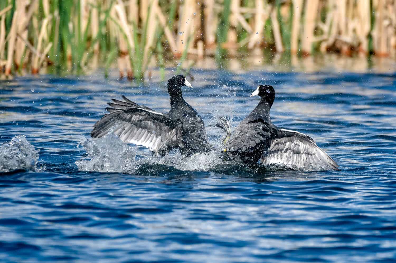 Folaghe americane in Alberta Canada