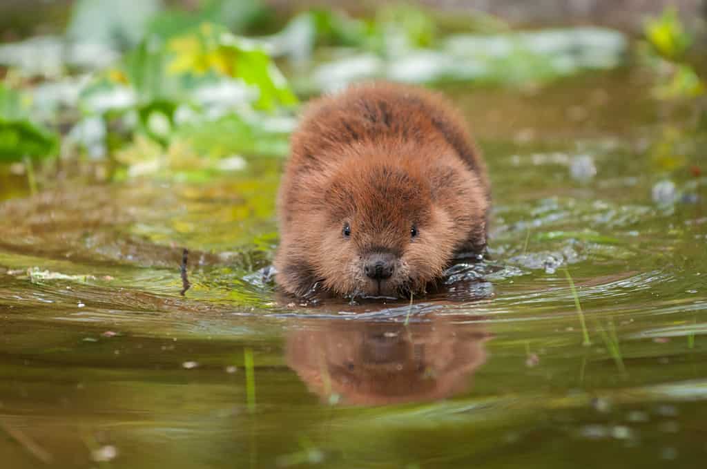 Castoro nordamericano (Castor canadensis) riflesso - animale in cattività
