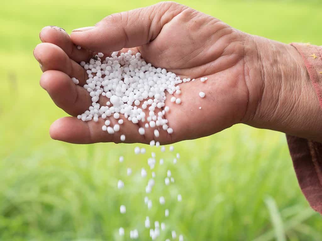 Fertilizzante chimico vegetale tenuto in mano dall'agricoltore