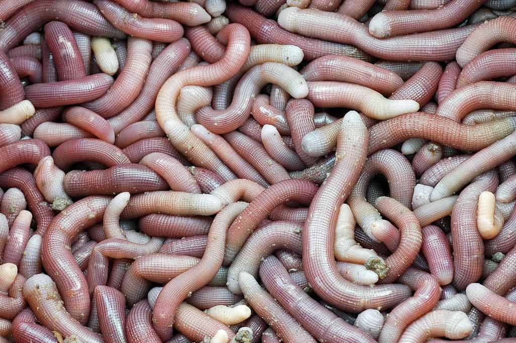 Sipunculus nudus è una specie di vermi marini non segmentati, noti anche come vermi di arachidi.