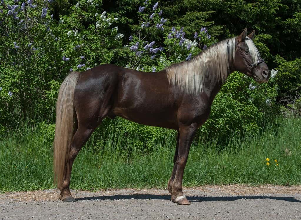 colpo di conformazione del cavallo di cavallo di razza rocciosa di razza in piedi lateralmente vista di tutto il corpo del cavallo che mostra una buona conformazione cavallo di montagna rocciosa color cioccolato con criniera e coda di lino orizzontale