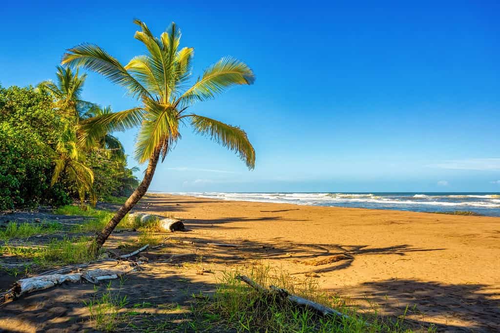 spiaggia selvaggia di Tortuguero sul Mar dei Caraibi in Costa Rica, America Centrale.