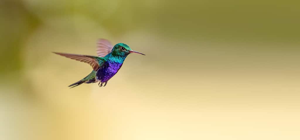 Colibrì berillino