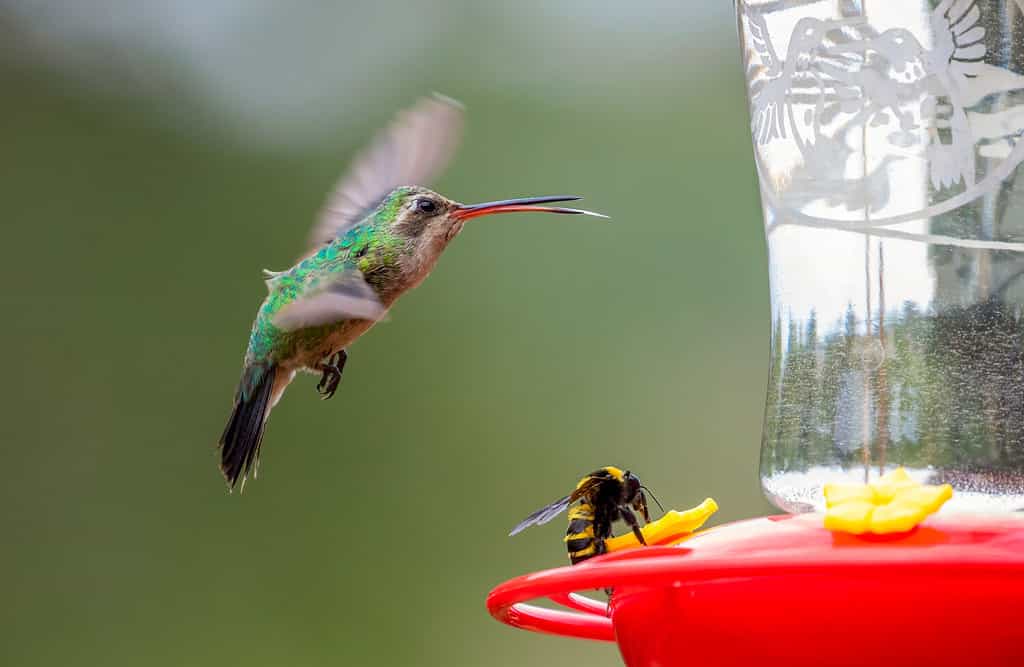 Stati Uniti, Arizona, Madera Canyon.  Colibrì dal becco largo e calabrone sull'alimentatore.
