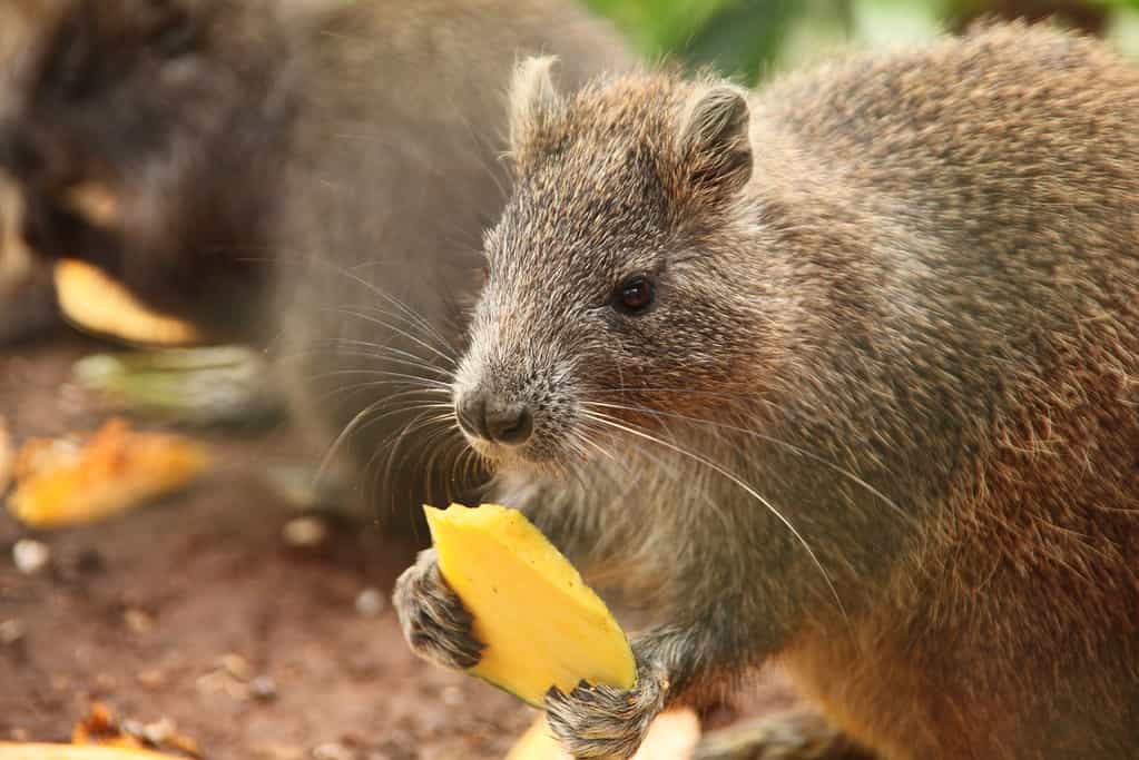 Hutia mangia mango, Guama, Cuba.