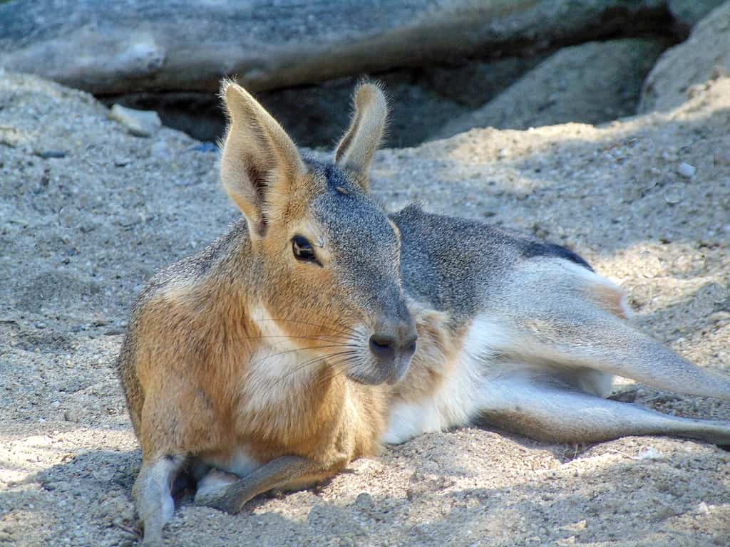 Un Mara della Patagonia si siede sull'erba.  Dolichotis patagonum