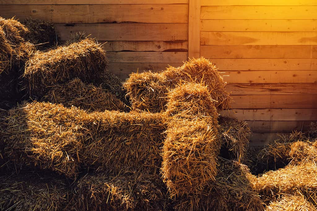 Attività agricola, Agricoltura, Autunno, Sfondi, Balla