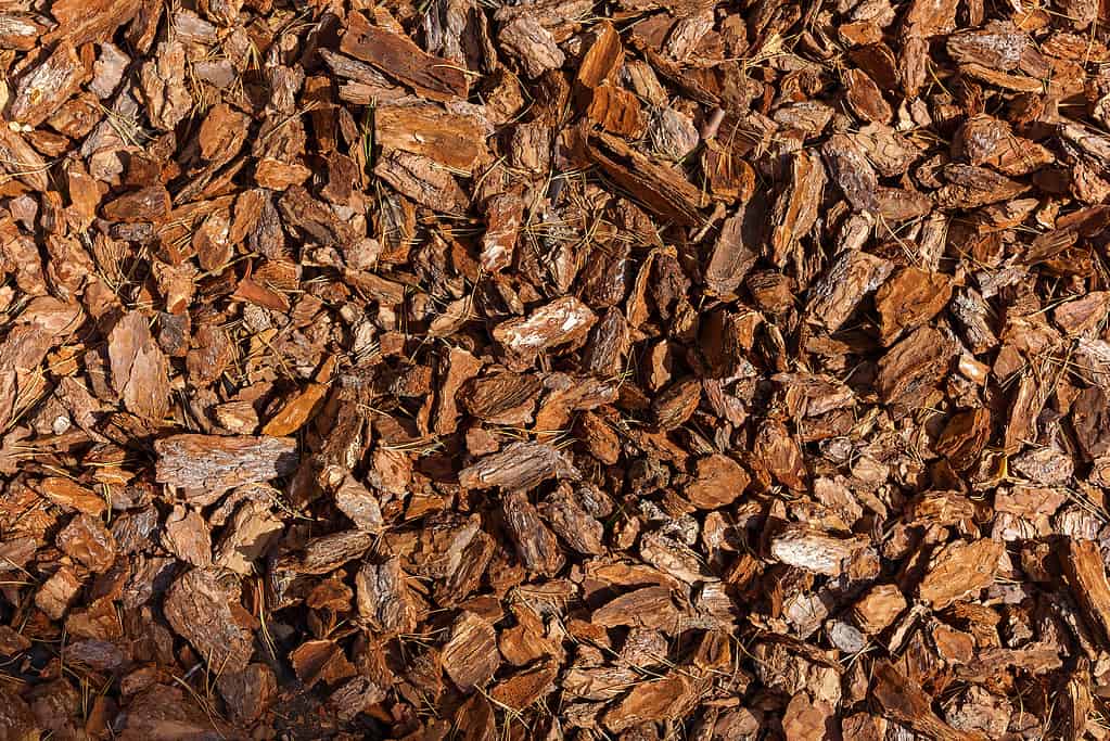 struttura della corteccia di pino