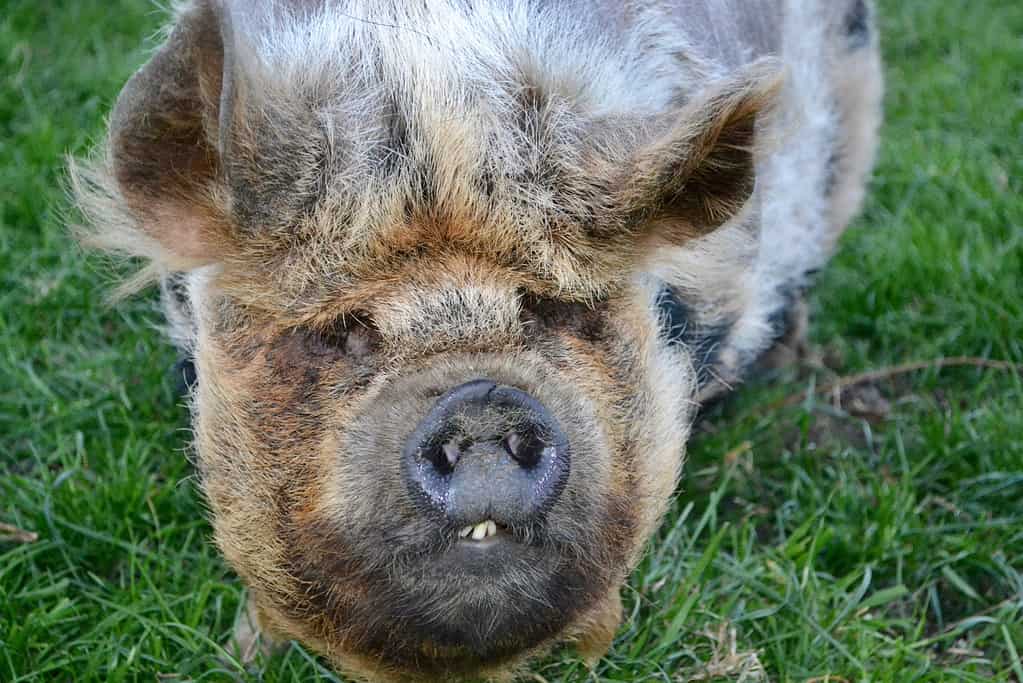 KuneKune Maiale