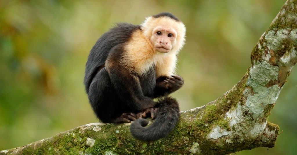 Animali preferiti e più popolari: scimmie